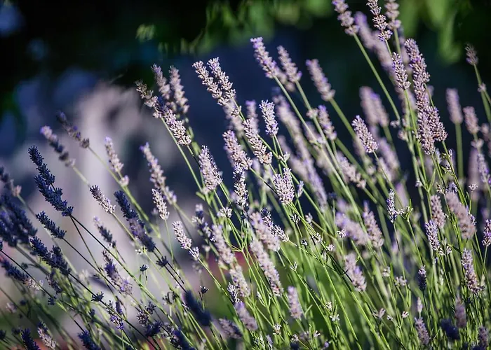 Διαμέρισμα Pol Murvu Βις