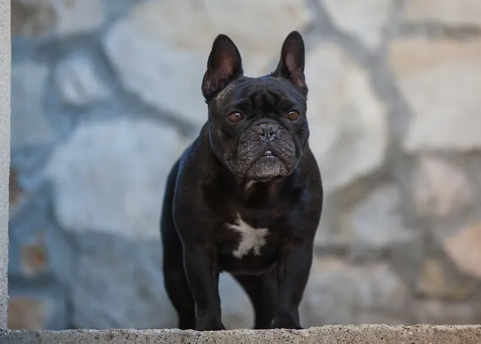 Διαμέρισμα Pol Murvu Βις